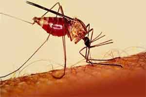 Odisha signs MoU with US-based agencies for eradicating malaria Odisha signs MoU with US-based agencies for eradicating malaria